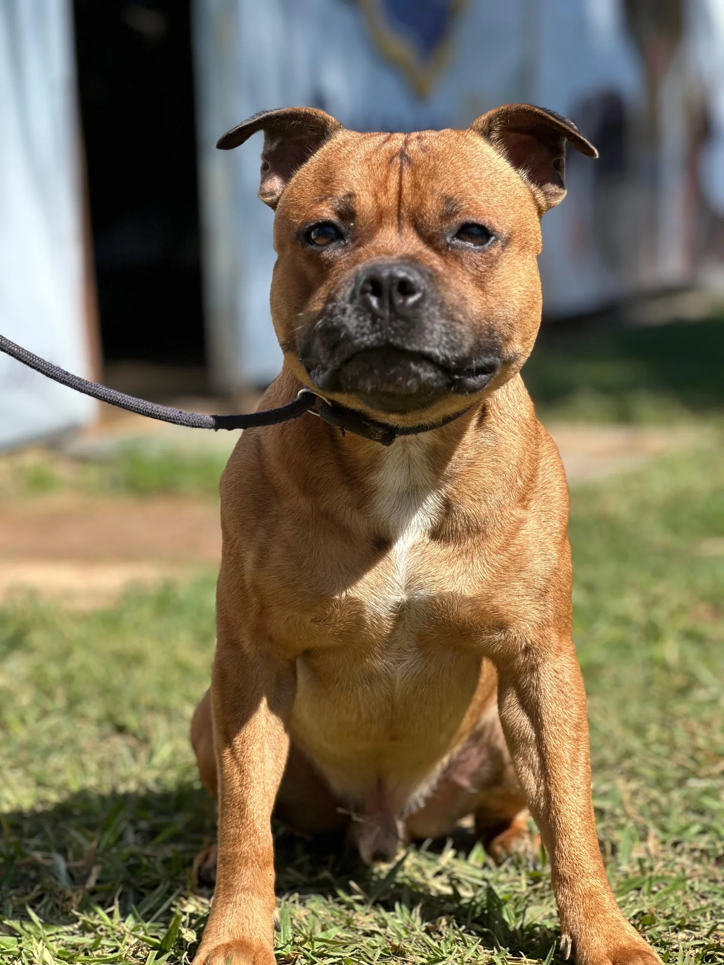 Cão calmo e bem cuidado na Puppyville